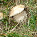 Mendaro (214)